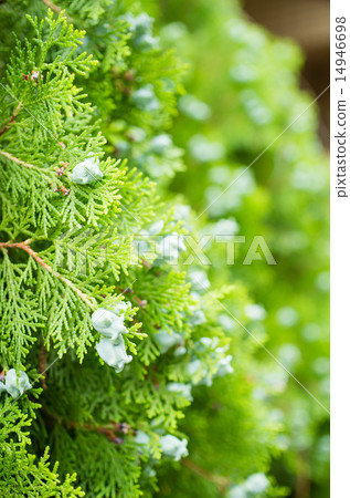 Concha Concha 14946698