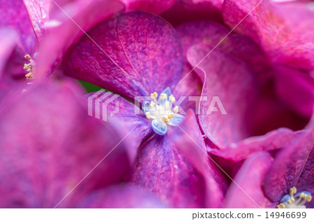Small flowers of hydrangea 14946699