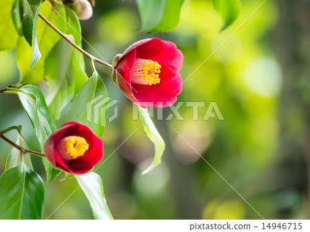 山茶花 山茶花 14946715