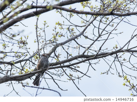 布朗耳bul 14946716