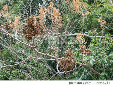 董蓉枯萎了 董蓉枯萎了 14946717
