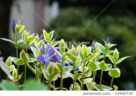Vine everyday grass Vine everyday grass 14946730