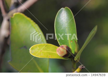 大東茶的花蕾 大東茶的花蕾 14947639
