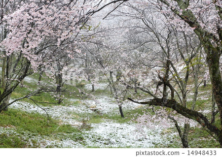櫻花和雪 櫻花和雪 14948433