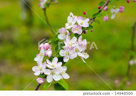 Apple flower apple 14948500