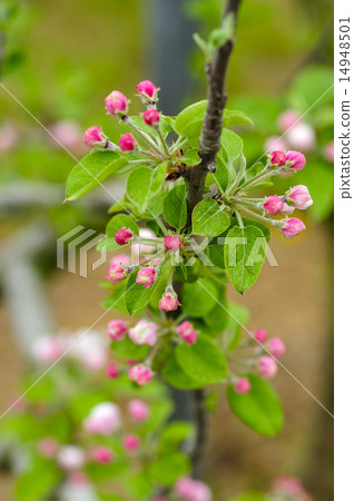 Apple flower apple 14948501
