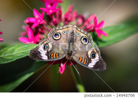 Common Buckeye Junonia Coenia 14948706