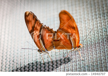 Julia Heliconian Dryas Julia Julia Heliconian Dryas Julia 14948707
