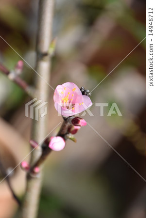 杏仁花 杏仁花 14948712