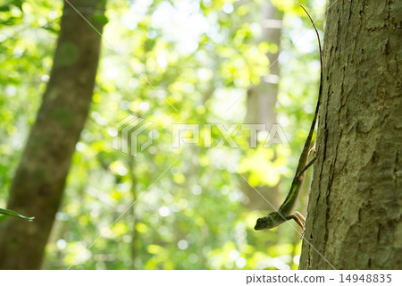 Cabbage lizards · Organisms in Okinawa Cabbage lizards · Organisms in Okinawa 14948835