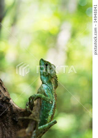 Cabbage lizards · Organisms in Okinawa 14948841
