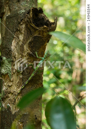 Cabbage lizards · Organisms in Okinawa Cabbage lizards · Organisms in Okinawa 14948844