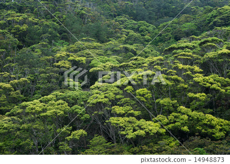 Okinawa's landscape · fresh green Yambaru 14948873