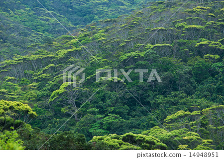 沖繩的風景·清新的綠色Yambaru 沖繩的風景·清新的綠色Yambaru 14948951