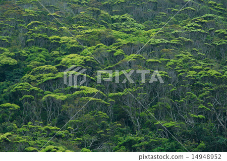 沖繩的風景·清新的綠色Yambaru 沖繩的風景·清新的綠色Yambaru 14948952