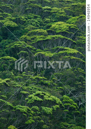 Okinawa's landscape · fresh green Yambaru Okinawa's landscape · fresh green Yambaru 14948954
