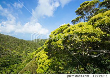 沖繩的風景·清新的綠色Yambaru 14949034