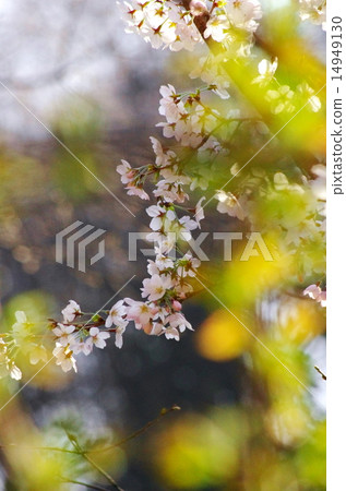 A weeping cherry tree A weeping cherry tree 14949130