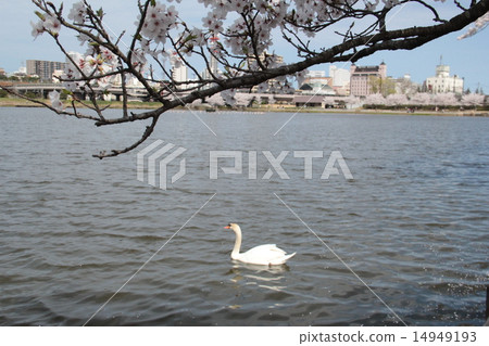 Cherry tree, small animal 14949193