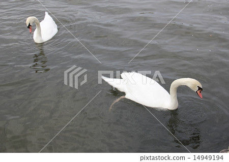 Small animals 14949194