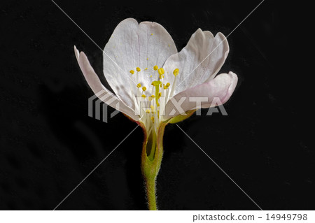 橫斷面 雄蕊 雌蕊 首頁 照片 植物_花 櫻花 櫻花 橫斷面 雄蕊 雌蕊