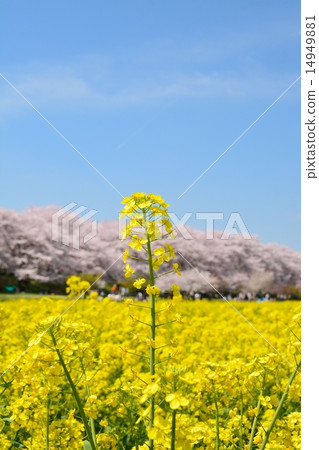Satoko Nankyodo強姦櫻花和一排櫻花的花田 Satoko Nankyodo強姦櫻花和一排櫻花的花田 14949881