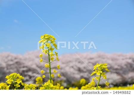 Satoko Nankyodo強姦櫻花和一排櫻花的花田 Satoko Nankyodo強姦櫻花和一排櫻花的花田 14949882
