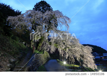 與懦夫夜櫻1哭泣 14950106