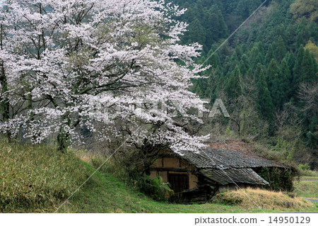 Sakura no sa shi wa ya 14950129