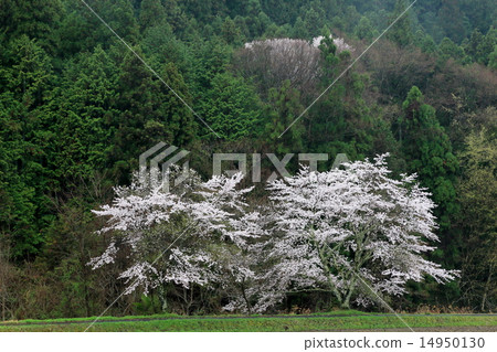 Couple couple 14950130