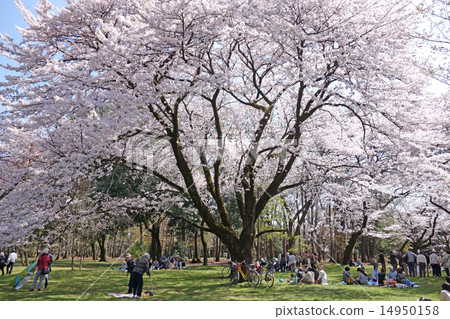 小金井公園的櫻花（西口櫻花花園） 14950158