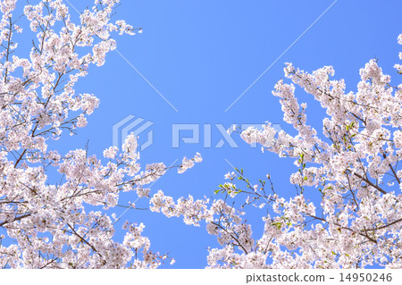 Cherry blossoms Sakura blue sky 14950246