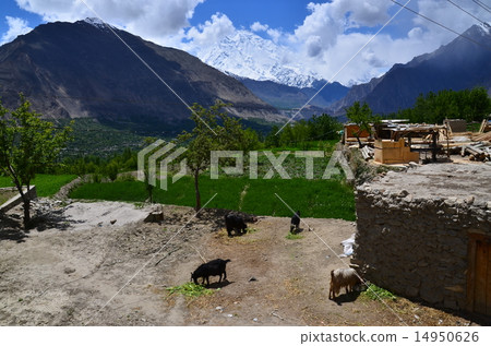 巴基斯坦Hunzakalibabad住宅周圍環繞著美麗的山脈和山羊放牧 14950626