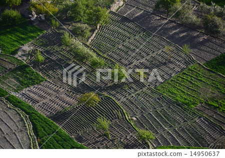 巴基斯坦罕薩卡利姆巴德美麗的田野 巴基斯坦罕薩卡利姆巴德美麗的田野 14950637