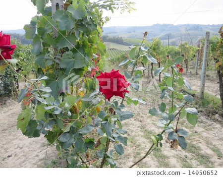 聖吉米尼亞諾的葡萄園 聖吉米尼亞諾的葡萄園 14950652