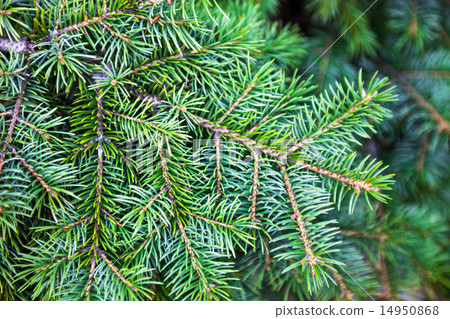 Evergreen coniferous branches Evergreen coniferous branches 14950868