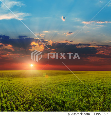 sunset over agricultural green field 14951926