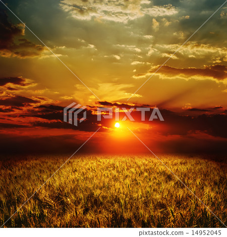 golden wheat field and sunset 14952045