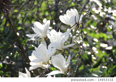 Haku Mokren 14953318