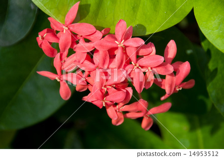 Iksora's flower 14953512
