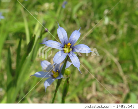 Airoi Niisakusu 14953545