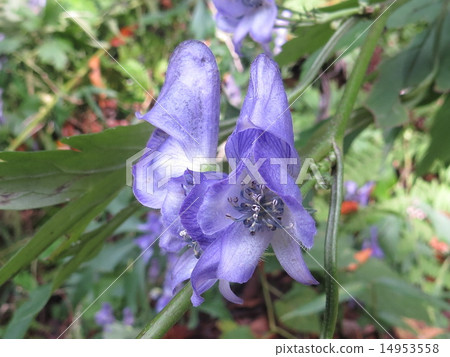 Tsukuba Torikabuto Tsukuba Torikabuto 14953558