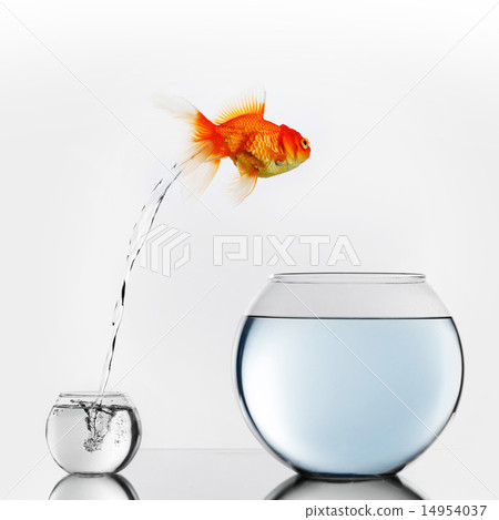 Gold fish jumping to big fishbowl Gold fish jumping to big fishbowl 14954037