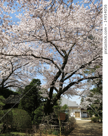 The original cherry tree in Noda-in's Noda-shi 14954056