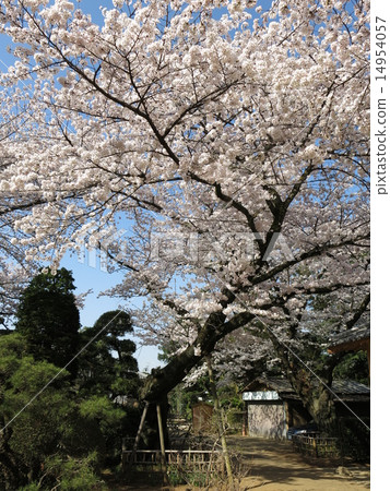 在野田市的野田市的原始的櫻花 在野田市的野田市的原始的櫻花 14954057