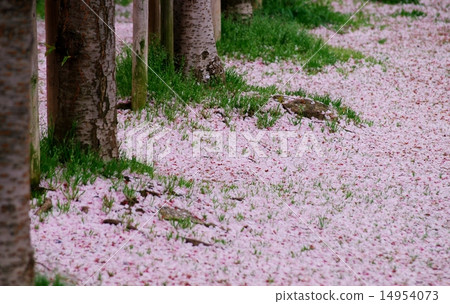 櫻花地毯 14954073