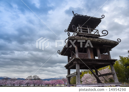 Cherry blossoms at Karako ruins Cherry blossoms at Karako ruins 14954298