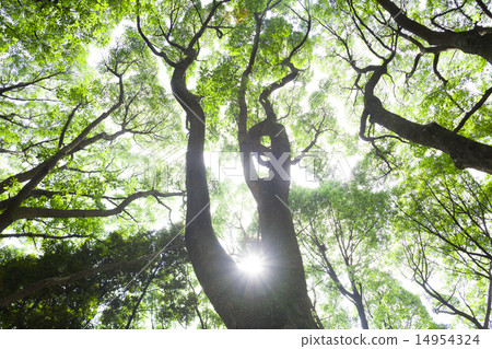 新鮮的綠色和太陽在東京 新鮮的綠色和太陽在東京 14954324