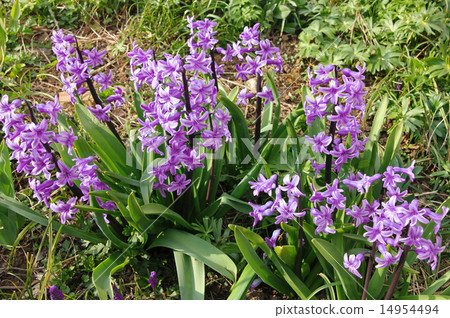 Purple hyacinths (hyacinthus) 14954494