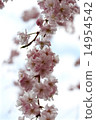 Weeping cherry blossoms up 14954542